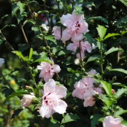 Pink Rose Of Sharon Althea Tree -Evergreen Store Rose of Sharon Althea 3 FGT