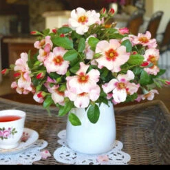 Raspberry Kiss™ Rose Tree -Evergreen Store Rosemarry Kiss Rose tree 1