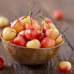 Royal Ann Cherry Tree -Evergreen Store Royal Ann CHerry Tree 1 FGT