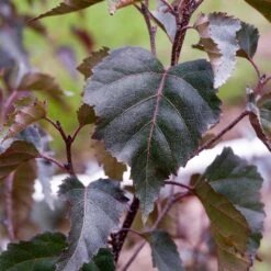 Royal Frost® Birch Tree -Evergreen Store Royal Frost Birch 2 FGT