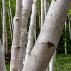 Royal Frost® Birch Tree -Evergreen Store Royal Frost Birch 3 FGT