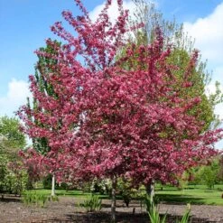 Royal Raindrops® Crabapple Tree 9 Royal Raindrops® Crabapple Tree -Evergreen Store Royal Raindrops Crabapple 2