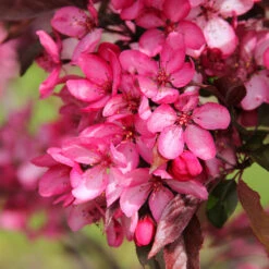 Royal Raindrops® Crabapple Tree 10 Royal Raindrops® Crabapple Tree -Evergreen Store Royal Raindrops Crabapple 3
