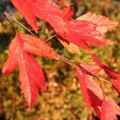 Royal Raindrops® Crabapple Tree 11 Royal Raindrops® Crabapple Tree -Evergreen Store Royal Raindrops Crabapple 4