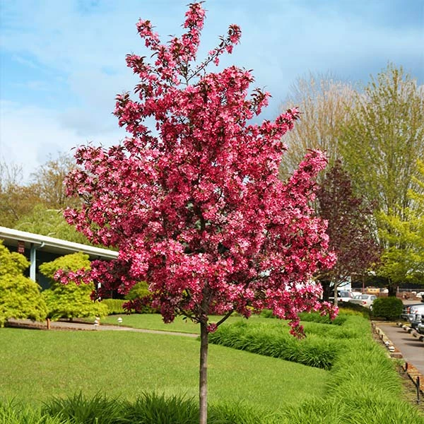 Royal Raindrops® Crabapple Tree 1 Royal Raindrops® Crabapple Tree