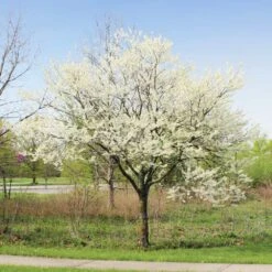 Royal White Redbud Tree -Evergreen Store Royal White Redbud 1