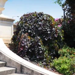 Ruby Falls Redbud Tree -Evergreen Store Ruby Falls Redbud 8