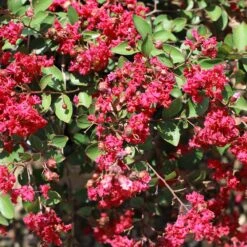 Ruby Prince™ Emerald Empire® Crape Myrtle Tree 7 Ruby Prince™ Emerald Empire® Crape Myrtle Tree -Evergreen Store Ruby Prince Crape Myrtle 1