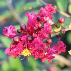 Ruby Prince™ Emerald Empire® Crape Myrtle Tree 9 Ruby Prince™ Emerald Empire® Crape Myrtle Tree -Evergreen Store Ruby Prince Crape Myrtle 3