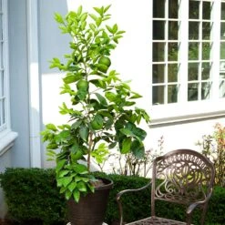 Ruby Red Grapefruit Tree -Evergreen Store Ruby Red Grapefruit 8