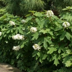 Ruby Slippers Hydrangea Shrub 6 Ruby Slippers Hydrangea Shrub -Evergreen Store Ruby Slippers Hydrangea 2