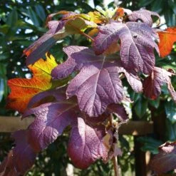 Ruby Slippers Hydrangea Shrub 7 Ruby Slippers Hydrangea Shrub -Evergreen Store Ruby Slippers Hydrangea 3