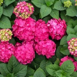 Endless Summer® Summer Crush® Hydrangea -Evergreen Store SUmmer Crush Endless SUmmer Hydrangea 11 FGT
