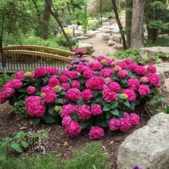 Endless Summer® Summer Crush® Hydrangea -Evergreen Store SUmmer Crush Endless SUmmer Hydrangea 3 FGYT