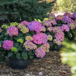 Endless Summer® Summer Crush® Hydrangea -Evergreen Store SUmmer Crush Endless SUmmer Hydrangea 9 FGT