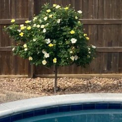 Sunny Knock Out® Rose Tree -Evergreen Store SUnny knockout Rose Tree 3