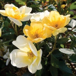 Sunny Knock Out® Rose Tree -Evergreen Store SUnny knockout Rose Tree 4 FGT