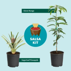 Salsa Kit 8 Salsa Kit -Evergreen Store SalsaKitGraphic