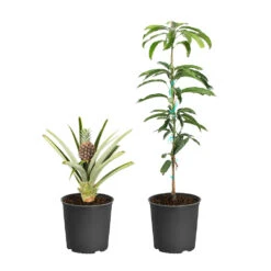 Evergreen Store -Evergreen Store Salsa Kit 1