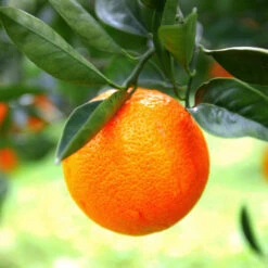 Sanguinelli Blood Orange Tree -Evergreen Store Sanguinelli Blood Orange 7 FGT