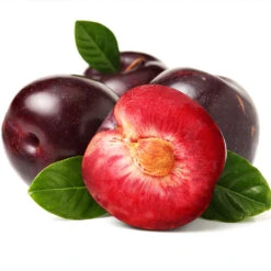 Satsuma Plum Tree -Evergreen Store Satsuma Plum 2