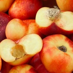 Saturn Peach Tree -Evergreen Store Saturn Peach Tree 1