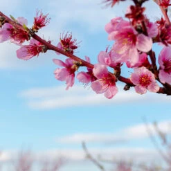 Donut Saturn Peach Tree 11 Donut Saturn Peach Tree -Evergreen Store Saturn Peach Tree 4 19c82b04 5fc8 4f38 9ffb 3e59ae0ee35b