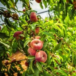 Saturn Peach Tree -Evergreen Store Saturn Peach Tree 5