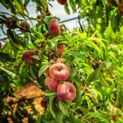 Donut Saturn Peach Tree 12 Donut Saturn Peach Tree -Evergreen Store Saturn Peach Tree 5 21ea4320 798c 41bd 932e b7297febbf6c