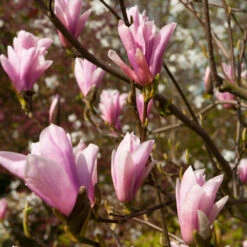 Saucer Magnolia Tree -Evergreen Store Saucer Magnolia 2 FGT