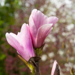 Saucer Magnolia Tree -Evergreen Store Saucer Magnolia 3