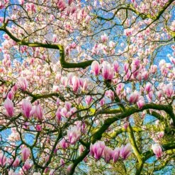 Saucer Magnolia Tree -Evergreen Store Saucer Magnolia 6