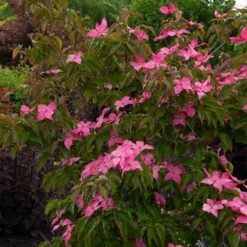 Scarlet Fire® Dogwood Tree -Evergreen Store Scarlett Fire 1