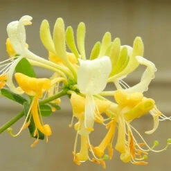 'Scentsation' Honeysuckle Vine -Evergreen Store Scentsation Honeysuckle 4