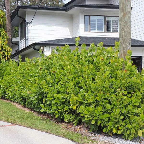 Sea Grape Bush 1 Sea Grape Bush