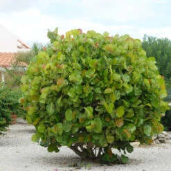 Sea Grape Bush 10 Sea Grape Bush -Evergreen Store Sea Gape 7