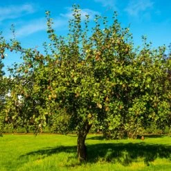 Seckel Pear Tree -Evergreen Store Seckel Pear 1