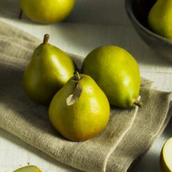 Seckel Pear Tree -Evergreen Store Seckel Pear 5