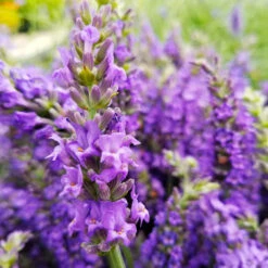 Sensational™ Lavender Plant 8 Sensational™ Lavender Plant -Evergreen Store Sensational Lavender 10