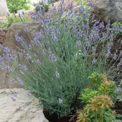 Sensational™ Lavender Plant 11 Sensational™ Lavender Plant -Evergreen Store Sensational Lavender 11