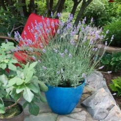 Sensational™ Lavender Plant 10 Sensational™ Lavender Plant -Evergreen Store Sensational Lavender 5