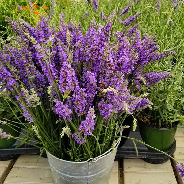 Sensational™ Lavender Plant 1 Sensational™ Lavender Plant