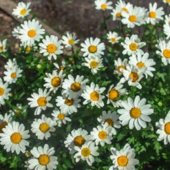 Becky Shasta Daisy -Evergreen Store Shasta Daisy Becky 2 FGT
