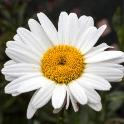Becky Shasta Daisy -Evergreen Store Shasta Daisy Becky 4 FGT