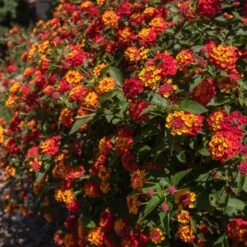 Shazam Lantana 5 Shazam Lantana -Evergreen Store Shazam Lantana 2
