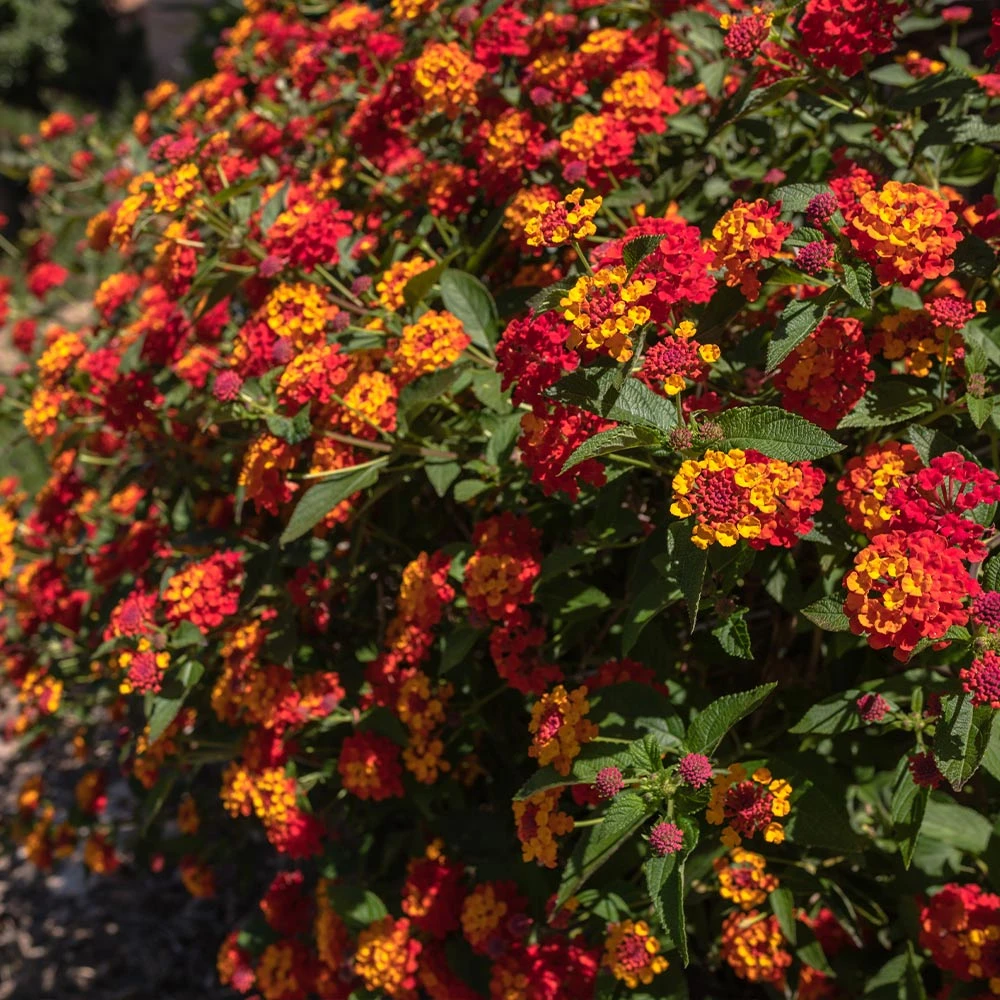 Shazam Lantana 3 Shazam Lantana - Image 3