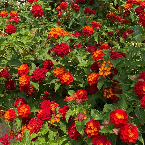 Shazam Lantana 1 Shazam Lantana