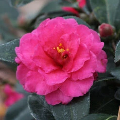 Camellia 'Shi-Shi Gashira' Shrub -Evergreen Store ShiSHi Gashira Camellia 3 FGT