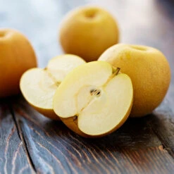 Shinseiki Asian Pear Tree 7 Shinseiki Asian Pear Tree -Evergreen Store Shinseiki Asian Pear 5 FGT 5a5b3a9a ba1b 4c34 ab3a 649876b9efb2