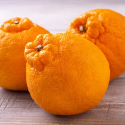 Shiranui Mandarin Tree 5 Shiranui Mandarin Tree -Evergreen Store Shiranui Mandarin 4 FGT